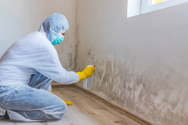 Licensed Black Mold Remediation service in Englewood, TN - 24 Hour Mold Removal