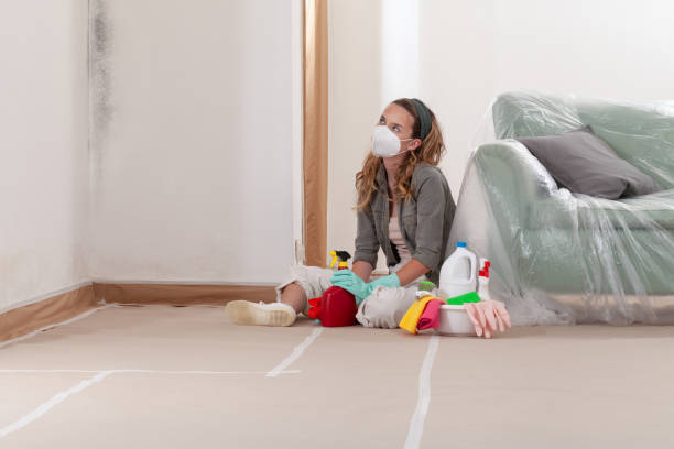 Reliable Black Mold Remediation contractor in Englewood, TN by 24 Hour Mold Removal