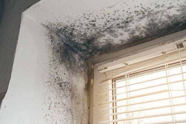 Affordable Black Mold Remediation solutions in Englewood, TN